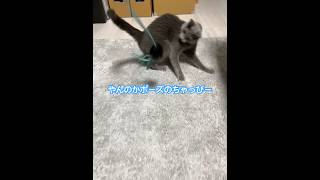 #猫ショート #ロシアンブルー #ロシアン #猫のいる暮らし #遊んでみた　#ねこじゃらし #やんのかステップ  最後机に衝突して可哀想😢💥