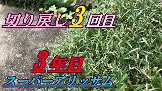 【花】3年目スーパーアリッサムの育て方・切り戻し3回目