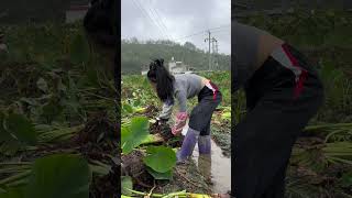 农村没有诗和远方，只有干不完的农活，但这就是最淳朴生活的样子对乡野总有一种格外的眷恋 记录真实生活 农村生活