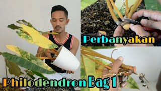 Perbanyakan Philodendron bag 1