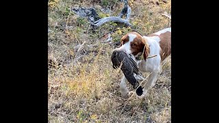 Blue Grouse Hunting at Elevation