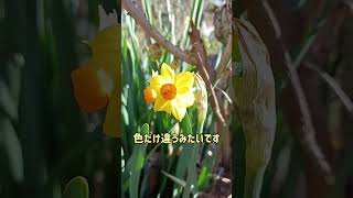 キブサスイセン（黄房水仙）#水仙 #花