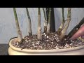 bonsai forest from japanese pagoda tree sophora japonica