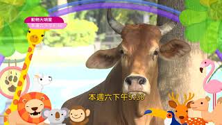 momo親子台| 動物大明星S5 第五季【水鹿】預告01 每週六下午5:30