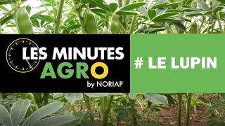 NORIAP - LES MINUTES AGRO - LE LUPIN