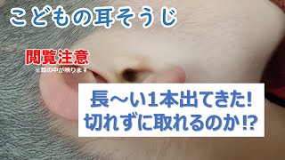 【こどもの耳かき】長～い1本！千切れずに取れるのか⁉　※閲覧注意、手振れあり