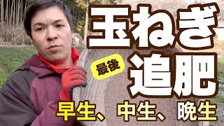 玉ねぎ追肥の最後【早生、中生、晩生のタイミングおさらい】