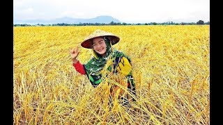 ทุ่งรวงทอง หยาด นภาลัย เห็นขวัญใจ เห็นข้าวออกรวงน่ามอง   ดุจแสงทองสีแห่งศรัทธา  คุณยายรักทุ่งรวงทอง