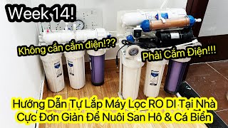 Week 14: Hướng Dẫn Lắp Đặt Máy Lọc RO Đơn Giản Tại Nhà Để Nuôi San Hô \u0026 Cá Biển | Không Cần Cắm Điện