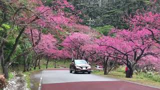 Beautiful Okinawa’s Sakura Blossom January 27, 2018