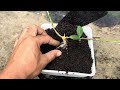 how to make mini bonsai premna microphylla bonsai diary