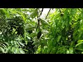 growing apples in the tropics grenada part 4