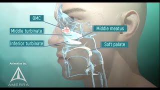 Tour of the Nasal Passage - 3D animation