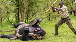 Man Rescues Gorilla From Deadly Python, What Happens Next Is Unbelievable!