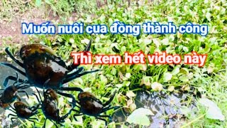 Các bước chuẩn bị trước khi nuôi cua đồng | Chốn Quê TV