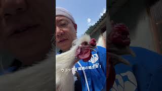 ウコッケイ雄鶏の鳴き声です！　#ウコッケイ　#烏骨鶏