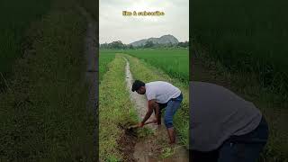 விவசாயத்தின் மீது தனி ஈடுபாடு #farmer #agriculture #nature #வயல்வெளி #நெல் விவசாயம்