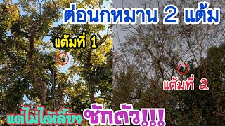 ต่อนกเขาใหญ่…หมาน 2 แต้ม…แต่ไม่ได้เลี้ยงซักตัว