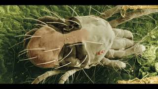 UV-B Radiation's Impact on Spider Mites and IPM https://www.youtube.com/@iceni1?sub_confirmation=1