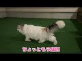 ついに猫が帰ってこない季節がやってきました【関西弁でしゃべる猫】【猫アテレコ】