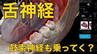 【舌神経】鼓索神経も乗ってく？