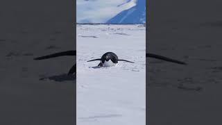 Ice Skating #penguin #iceland #cute #enjoy