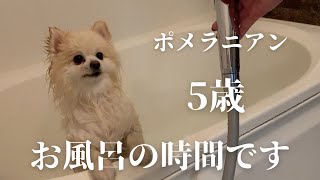 お風呂の時間です【ポメラニアンのりむ】