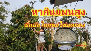 หากินแผนสูงกะหมานคือกัน#แหย่ไข่มดแดง#ไข่มดส้ม