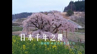 《JAPAN日本旅行16》東北自駕遊/福島縣/櫻花滿開的會津若松城わかまつじょう(鶴ヶ城)/日本さくら名所100選與日本三大名櫻之一的千年之櫻/三春瀧櫻(三春滝桜 みはるたきざくら)