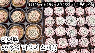 백분넘치는 다육이들부터 어여쁜 67종의 다육이들을 소개합니다😍 마이팟다육 010-6600-2708