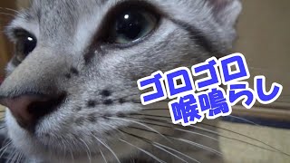 子猫のゴロゴロ喉鳴らし　(アメリカンショートヘア)