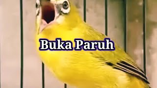 G4K P4K3 L4M4 B1K1N G4C0R BUK4 P4RUH, Terapi Pleci Buka Paruh