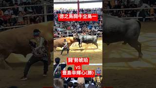 徳之島闘牛全島一ダイジェスト②闘′勢琥珀VS豊島幸輝心　#闘牛#徳之島#GW