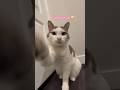 This cat has an attitude!🙄 #shorts #catvideos