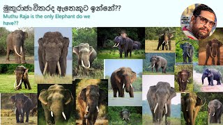 මුතුරාජා විතරද ඇතෙකුට ඉන්නේ?? / Muthu Raja is the only Elephant do we have?? Vlog 10