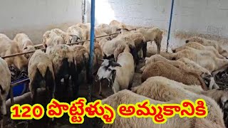 120 నెల్లూరు జుడిపి పొట్టేళ్ళు 8884562299 Biggest sheep bakra