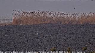 Giżycko Forest District, Poland, Cranes 2025/02/24