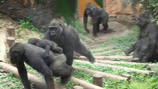 Momoka, the tomboyish older sister, takes baby gorilla \