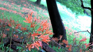 キツネノカミソリが群生する三毳山 ~2021年7月27日~ Mountain Village Where Lycoris Sanguinea Grows : みかも山公園 (栃木県栃木市) : 4K