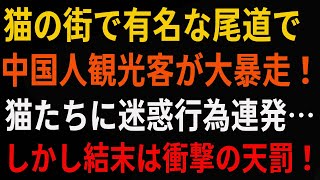 【海外の反応】「猫の街として有名な尾道で中国人観光客が大暴走！猫たちに迷惑行為連発…しかし結末は衝撃の天罰！」