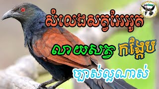 សំទ្បេងសត្វអ៊ែអូតនឹងសត្វកង្កែប | Bird Sound Greater Coucal And Frog