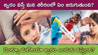 జ్వరం వస్తే మన శరీరంలో ఏం జరుగుతుంది? డెంగ్యూ మలేరియా జ్వరం ఎందుకు వస్తుంది||Tj Fact In Telugu