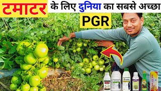 टमाटर के लिए सबसे तगड़ा🔥टॉनिक जो मैं यूज़ करता हूँ / Best PGR for tomato / Tamatar ke liye best tonic