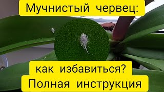 Мучнистый червец на орхидее ||  Актара || Как избавиться от мучнистого червеца на орхидее