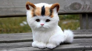 猫かわいい すごくかわいい子猫 最も面白い猫の映画 181 猫かわいい すごくかわいい子猫 最も面白い猫の映画 181