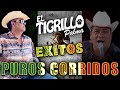 PUROS CORRIDOS EXITOS DE EL TIGRILLO PALMA 🔥 PURAS CHINGOAS 🔥 MIX PARA PISTEAR