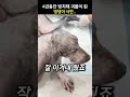 4년동안 방치된 댕댕이 사연