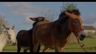 Donkey Mating Behavior Animal Reproduction Documentary