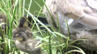 Ducklings Preening with Mum