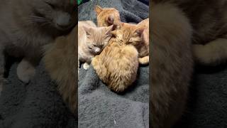 茶トラ猫団子 5兄弟の子猫たち #cat #猫のいる生活